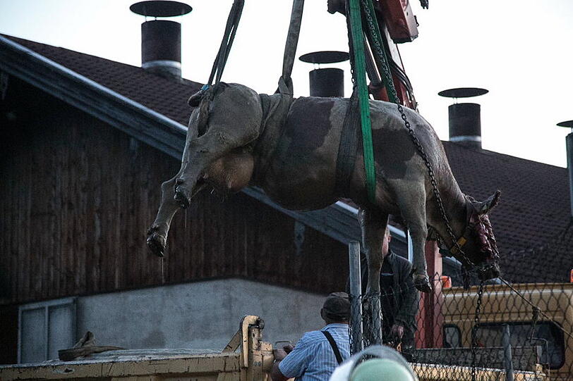 Bei Seeon-Seebruck ist eine Kuh in eine Güllegrube gestürzt und wurde mit Hilfe der Feuerwehr aus ihrer misslichen Lage befreit. Die Bilder...