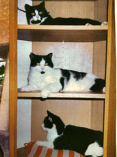 Kater Zorro, Dickele und Bandit