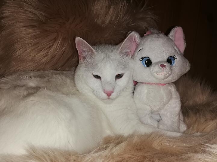 Romeo (und Julia)