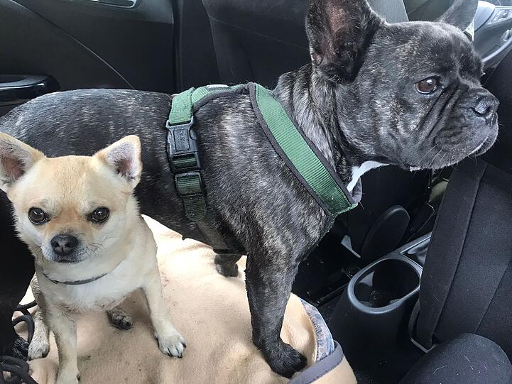 Pauli und Luna