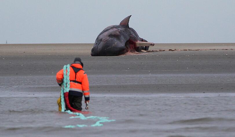 Ein Mitarbeiter des Küstenschutzes trägt in der Nordsee in der Nähe von Büsum ein Tau zu einem gestrandeten Pottwal. Um den toten Meeressäuger zu bergen, müssen große Gerätschaften anrücken.