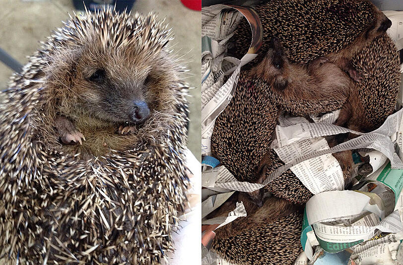 Diese Igel suchen Überwinterungsmöglichkeiten: Sie müffeln, aber dafür können sie ja schließlich nichts.