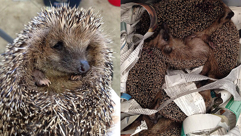 Diese Igel suchen Überwinterungsmöglichkeiten: Sie müffeln, aber dafür können sie ja schließlich nichts. Diese Igel suchen Überwinterungsmöglichkeiten: Sie müffeln, aber dafür können sie ja schließlich nichts.