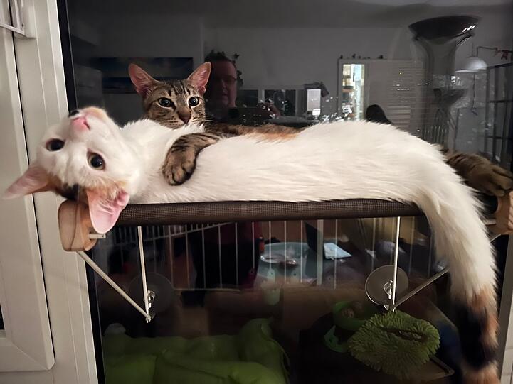 Europäisch Kurzhaar Katzen Pastel und Chantilli