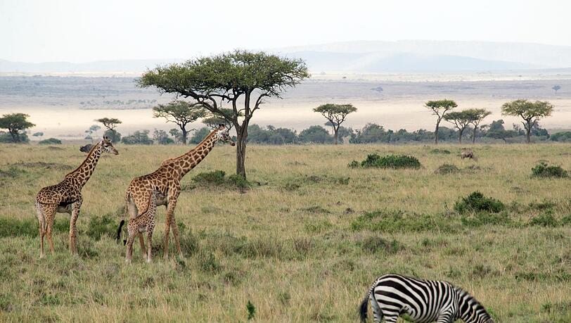 Flugzeuge und Zebras können sich im Nationalpark gefährlich nah kommen. Flugzeuge und Zebras können sich im Nationalpark gefährlich nah kommen.