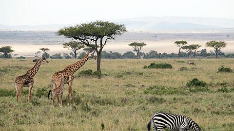 Flugzeuge und Zebras k&ouml;nnen sich im Nationalpark gef&auml;hrlich nah kommen.