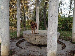 Hund Simba möchte endlich wieder im Wasser des Springbrunnens toben.