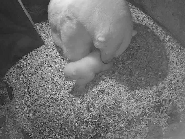 Die Eisbärin Milana und ihr noch namenloser Nachwuchs in der Wurfhöhle.