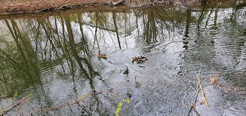 Und da schwimmen sie, die Mama und ihre neun Küken.