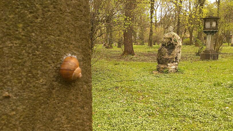 Langsam nach oben: Auch diese Schnecke fühlt sich auf dem Alten Nördlichen Friedhof ziemlich wohl.