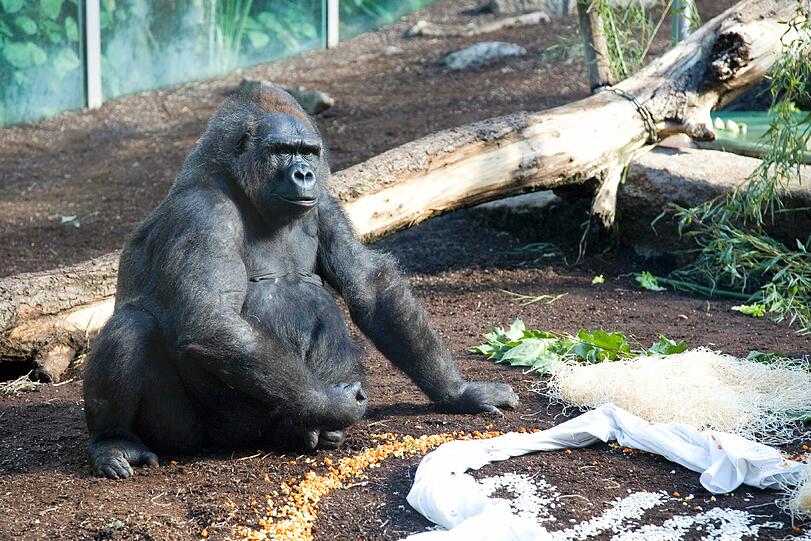 Weitere Bilder aus dem Gorilla-Gehege nach der Taufe.