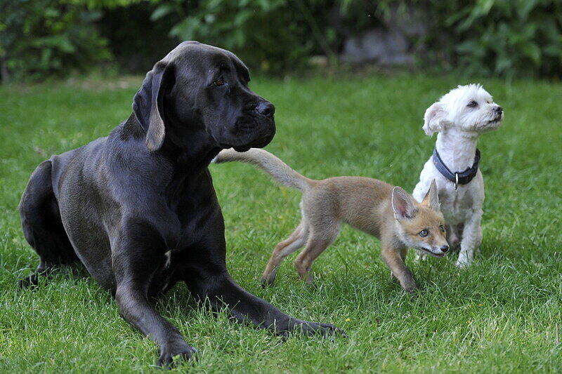 Der suße Fuchs-Welpe Pixi wächst mit Hunden auf.