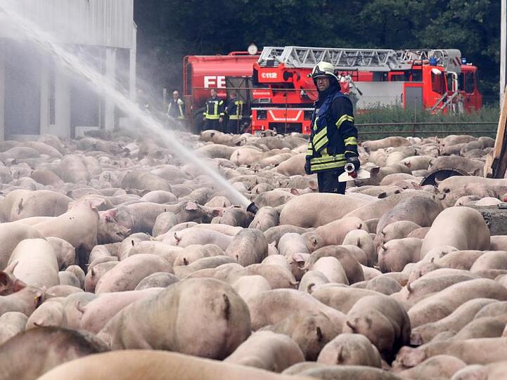 Feuerwehrleute löschen den Brand in einer Schweinemastanlage. 2500 der 6000 Tiere in den Ställen sind verendet. Rund 80 Einsatzkräfte von neun Feuerwehren umliegender Ortschaften waren im Einsatz, die Flammen sind gegen Mittag unter Kontrolle gebracht worden.
