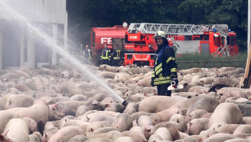 Feuerwehrleute löschen den Brand in einer Schweinemastanlage. 2500 der 6000 Tiere in den Ställen sind verendet. Rund 80 Einsatzkräfte von neun Feuerwehren umliegender Ortschaften waren im Einsatz, die Flammen sind gegen Mittag unter Kontrolle gebracht worden. Feuerwehrleute löschen den Brand in einer Schweinemastanlage. 2500 der 6000 Tiere in den Ställen sind verendet. Rund 80 Einsatzkräfte von neun Feuerwehren umliegender Ortschaften waren im Einsatz, die Flammen sind gegen Mittag unter Kontrolle gebracht worden.