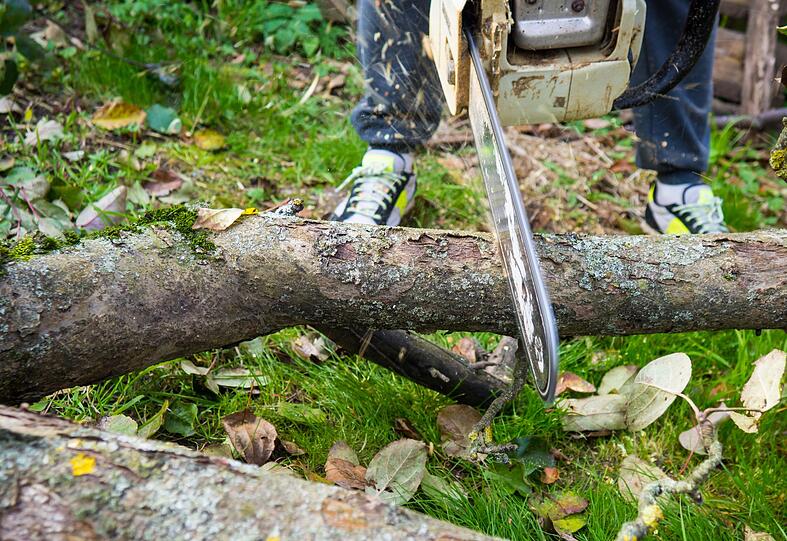 Wenn ein Baum immer größere Dimensionen annimmt und Laub, verstopfte Regenrinnen und verärgerte Nachbarn zum Dauerthema werden, hilft manchmal nur noch das Fällen. Gerade ältere Hausbesitzer werden den Aufgaben, die ein Laubbaum mit sich bringt, manchmal nicht mehr Herr. Dennoch: Dieser Schritt sollte äußerst wohlüberlegt sein! Alternativ kann eine Gartenhilfe angestellt werden. Wenn ein Baum immer größere Dimensionen annimmt und Laub, verstopfte Regenrinnen und verärgerte Nachbarn zum Dauerthema werden, hilft manchmal nur noch das Fällen. Gerade ältere Hausbesitzer werden den Aufgaben, die ein Laubbaum mit sich bringt, manchmal nicht mehr Herr. Dennoch: Dieser Schritt sollte äußerst wohlüberlegt sein! Alternativ kann eine Gartenhilfe angestellt werden.