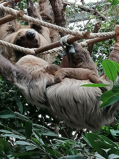 Faultier-Babys machen es einem überhaupt nicht leicht, sie zu finden - die Kleinen kuscheln sich in den ersten Lebenswochen ganz fest an den Bauch der Mutter und schlafen.