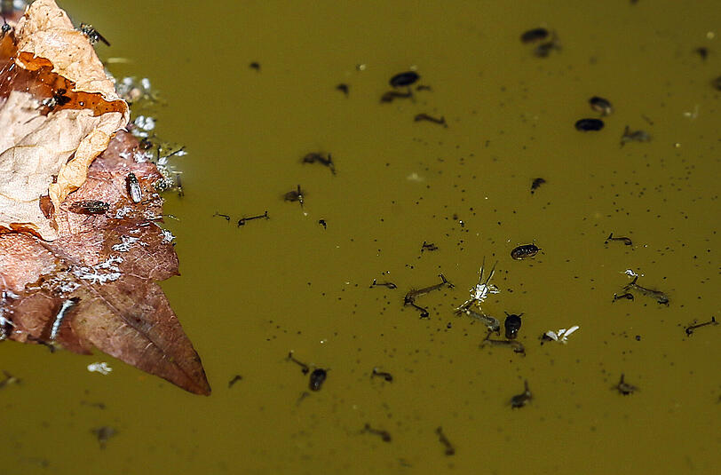 Für die Eiablage nutzen die Mücken vor allem ruhige Wasseroberflächen. Hier schwimmen die Mückenlarven an der Wasseroberfläche eines Brunnens.