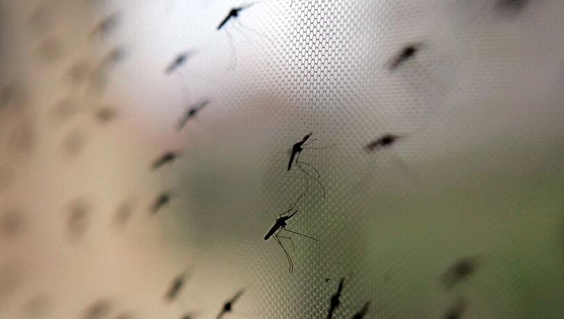 Auch in Bayern ist Flughafen-Malaria möglich, wenn auch unwahrscheinlich. (Symbolbild) Auch in Bayern ist Flughafen-Malaria möglich, wenn auch unwahrscheinlich. (Symbolbild)