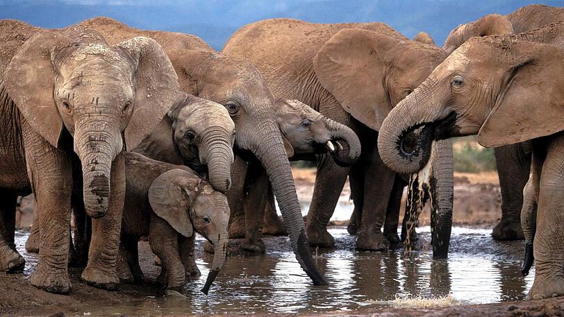 Elefanten in einem Nationalpark in Südafrika. (Symbolbild)