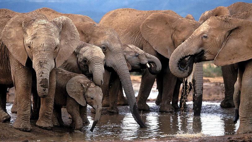 Elefanten in einem Nationalpark in Südafrika. (Symbolbild) Elefanten in einem Nationalpark in Südafrika. (Symbolbild)