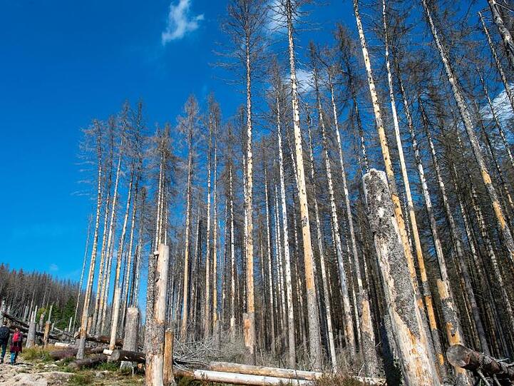 Schädlinge und die extreme Dürre haben in deutschen Wäldern massive Schäden angerichtet. Agrarministerin Klöckner will mindestens so viel Wald wieder aufforsten, wie in den vergangenen Jahren verloren gegangen ist.