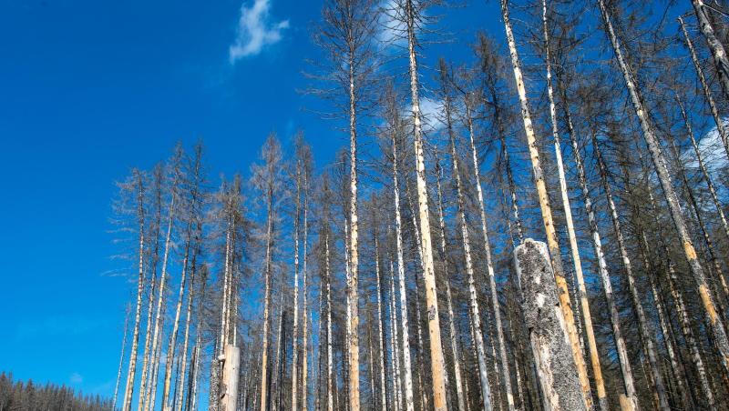 Schädlinge und die extreme Dürre haben in deutschen Wäldern massive Schäden angerichtet. Agrarministerin Klöckner will mindestens so viel Wald wieder aufforsten, wie in den vergangenen Jahren verloren gegangen ist. Schädlinge und die extreme Dürre haben in deutschen Wäldern massive Schäden angerichtet. Agrarministerin Klöckner will mindestens so viel Wald wieder aufforsten, wie in den vergangenen Jahren verloren gegangen ist.