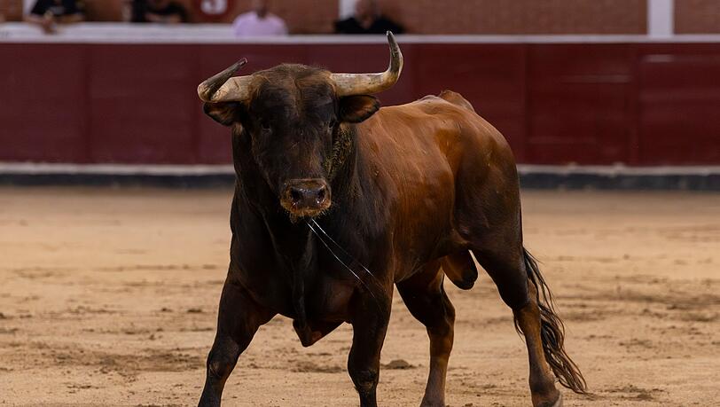 Bei den "Corridas" kommt es immer wieder zu Zwischenf&auml;llen. (Archivbild)