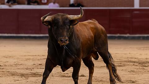 Bei den "Corridas" kommt es immer wieder zu Zwischenf&auml;llen. (Archivbild)