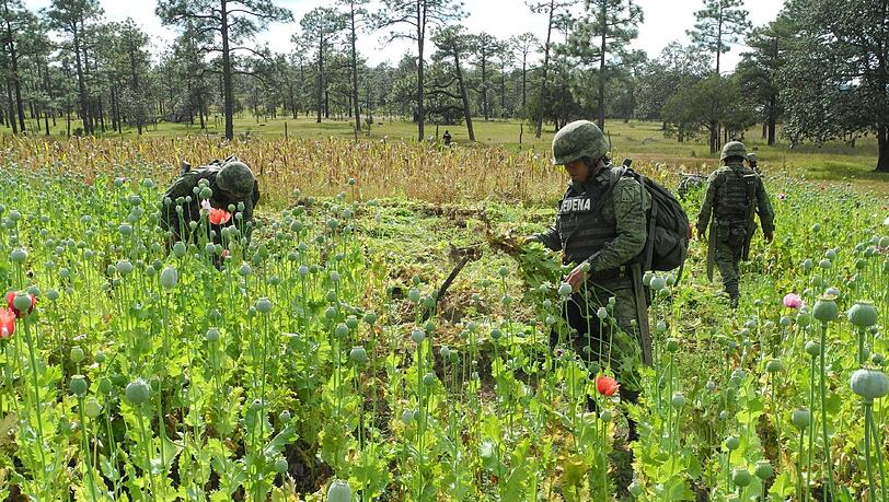 Soldaten des mexikanischen Heeres roden nahe Guachochi im Bundesstaat Chihuahua ein illegales Schlafmohnfeld.