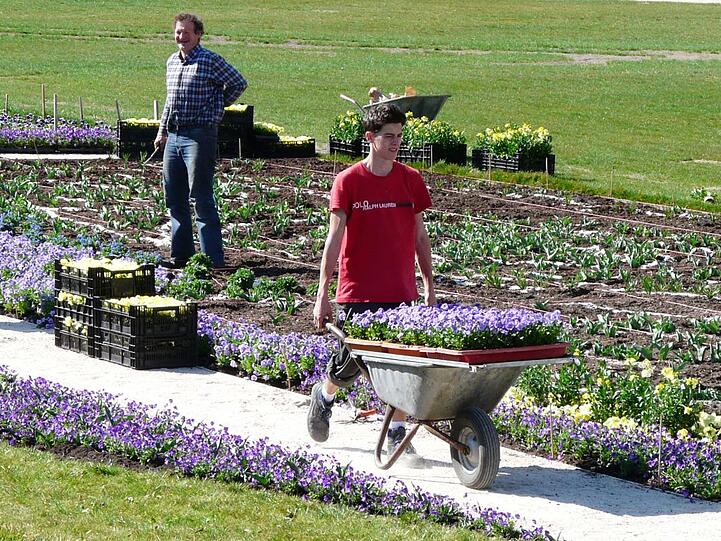 Gärtner pflanzten mehr als 90.0000 Frühlingsblumen.