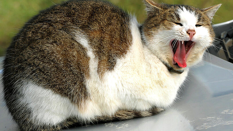 Eine Katze sitzt auf der Motorhaube eines Autos. Ähnlich dürfte es wohl auch im vorliegenden Fall ausgesehen haben. (Symbolbild)