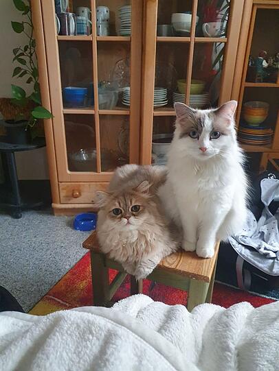 Gismo und Kimberly