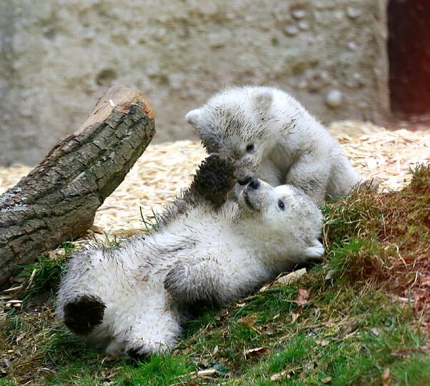 Sehen Sie hier weitere Bilder der süßen Eisbärenzwillinge aus dem Tierpark Hellabrunn.