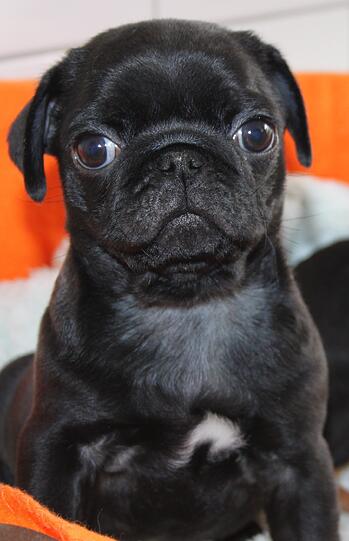 Mops "Einstein" ist erst sechs Wochen alt. Er muss noch mindestens eineinhalb Monate im Tierheim bleiben.