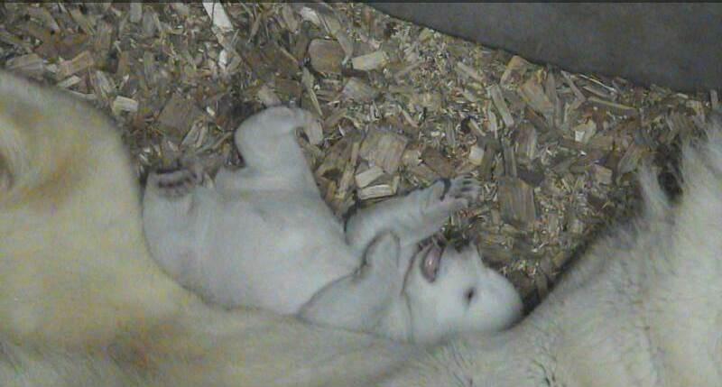 Bilder der Videoaufzeichnungen zeigen Eisbär-Mutter Giovanna und ihr etwa einen Monat altes Junges.