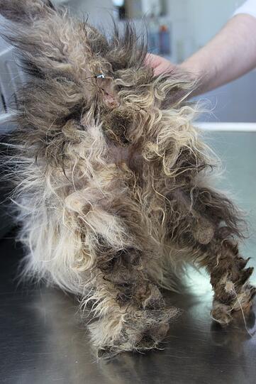 Auch bei dieser Katze haben sich Kot und Dreck im Fell festgesetzt.
