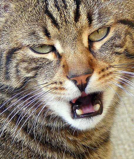 Billi