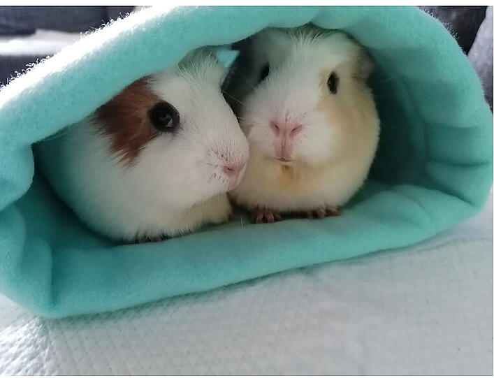 Maxi und Paulchen (Englisches und Amerikanisches Meerschweinchen)