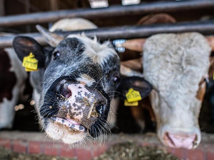 Bullen im Stall eines Bullenmastbetriebs.