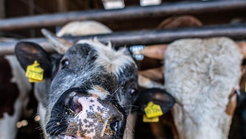 Bullen im Stall eines Bullenmastbetriebs. Bullen im Stall eines Bullenmastbetriebs.