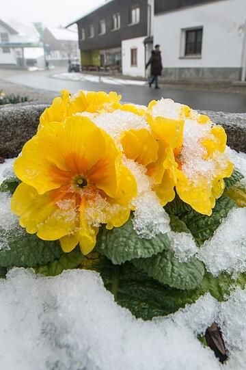Schnee im Frühling: In Bayern ist der Winter wieder da. Die Bilder...