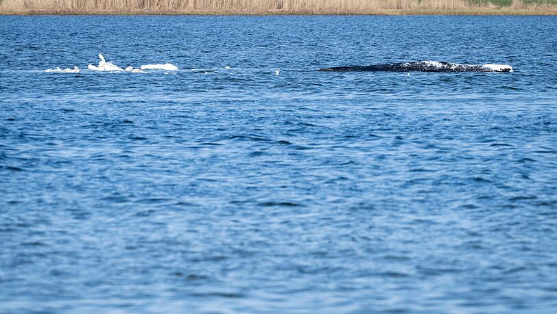 Heute k&ouml;nnte sich entscheiden, ob die Walrettung gelingt.