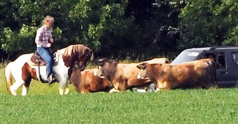 Wildwest in Oberbayern: Trotz zahlreicher Häscher behalten die Jungstiere bislang die Oberhand und entkommen immer wieder.