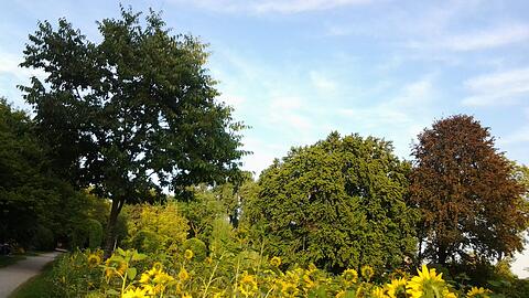 Blütenpracht im Rosengarten in Untergiesing.