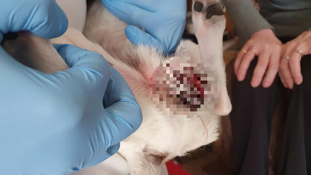 Kastration Zu Teuer Mann Bindet Hund Die Hoden Ab Abendzeitung Munchen