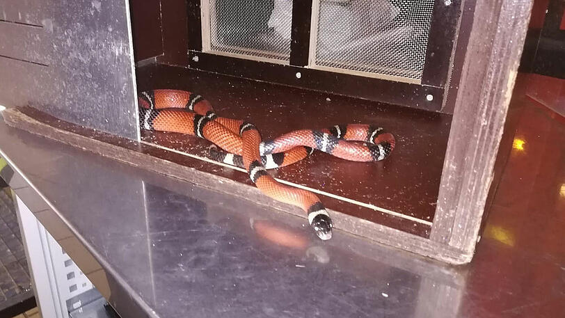 Diese Königsnatter schlief auf dem Gartenstuhl.