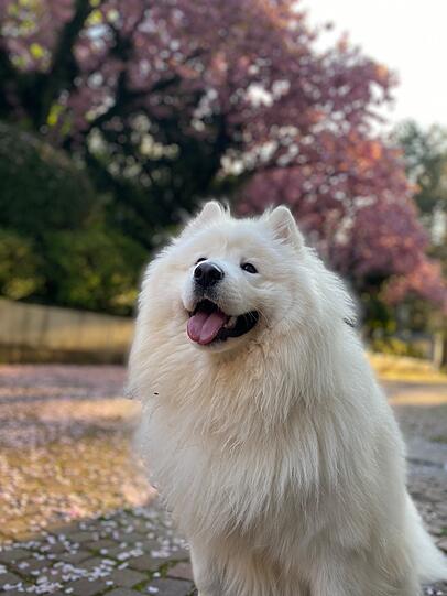 Benji