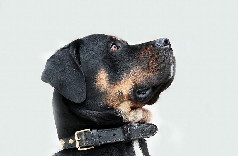 In Schwabing ist ein Hund von einem Balkon in den Tod gesprungen. (Symbolbild)