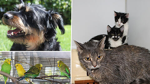 In den großen Sommerferien werden es jedes Jahr mehr: Rund 900 Tiere warten derzeit in Riem auf ein neues, besseres Zuhause.