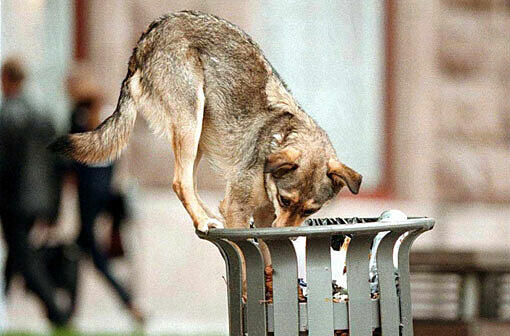 Ein Straßenhund in der Ukraine: Auch in Russland wird Jagd auf die streunenden Tiere gemacht.